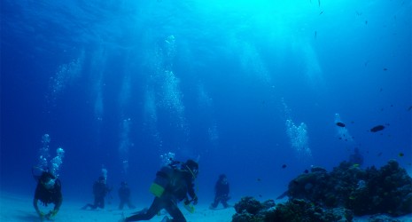 ファンダイビング In 石垣島